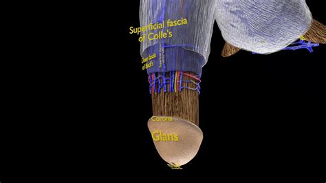 The Penis: Anatomy and 3D Illustrations .